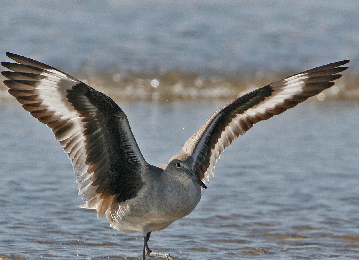 Willet bird (Tringa semipalmata) on Morro Strand State Beach, CA by Michael L. Baird is licensed under CC By 2.0.